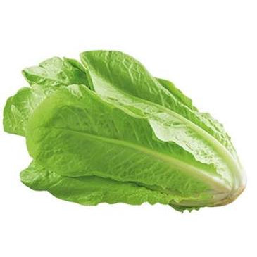 Insalata lattuga romana