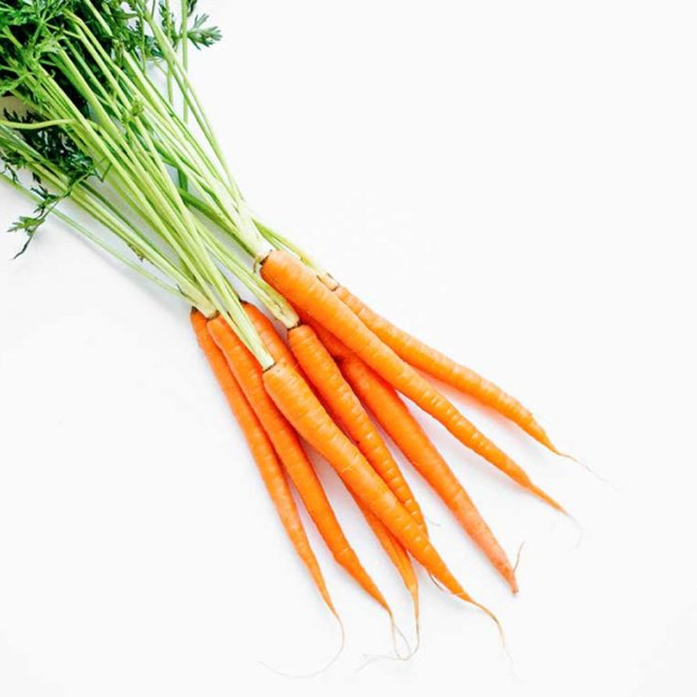 fascio carote