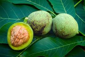 noci fresche per nocino