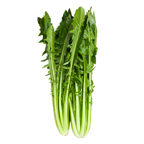 Cicoria