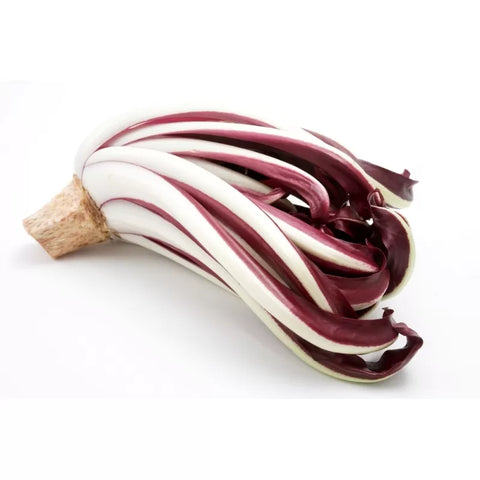 Radicchio lungo riccio treviggiano