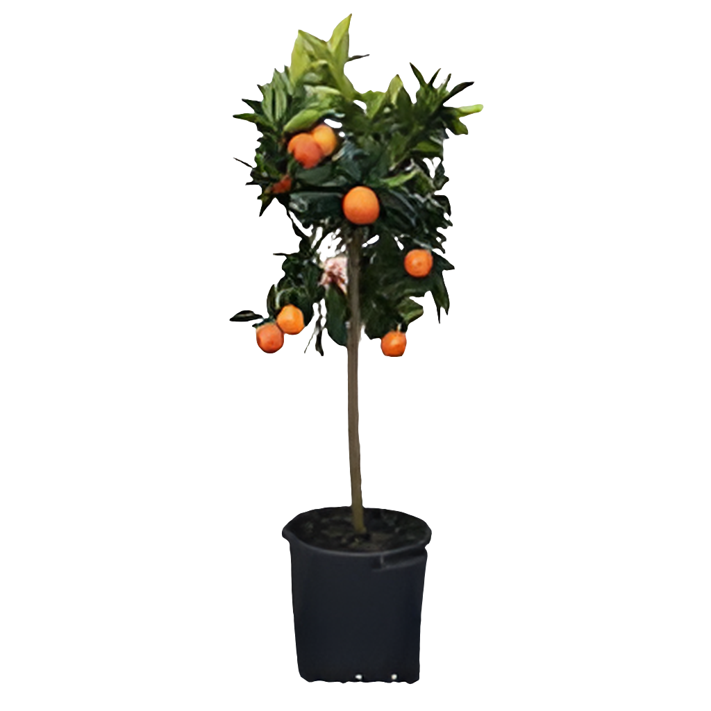 Alberelli da frutto