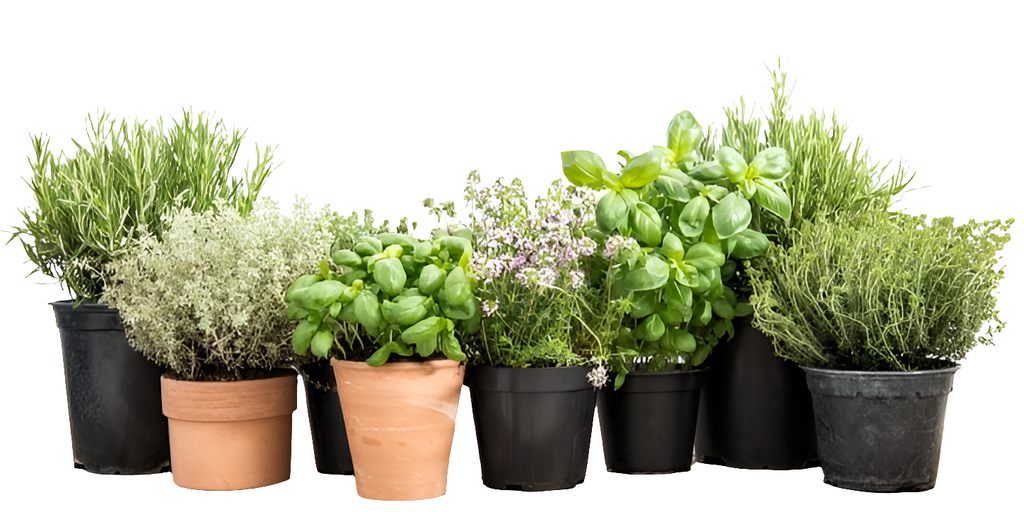 Piantine aromatiche
