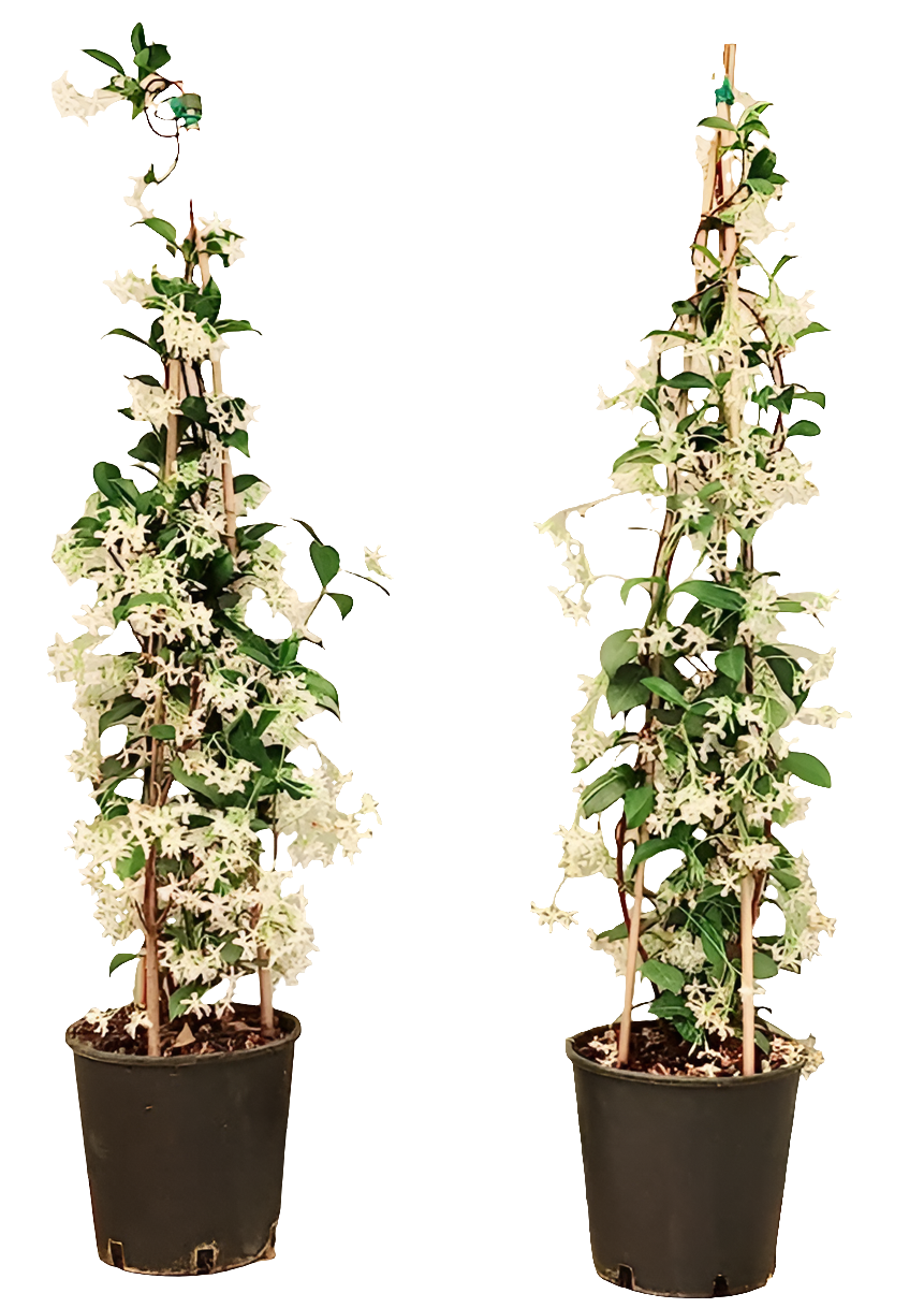 Piante floreali