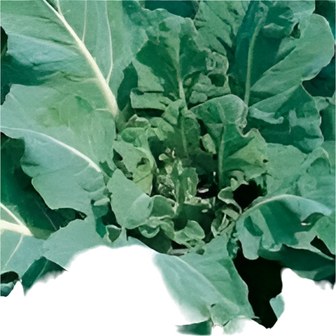 broccolo dell'olio lavagnino