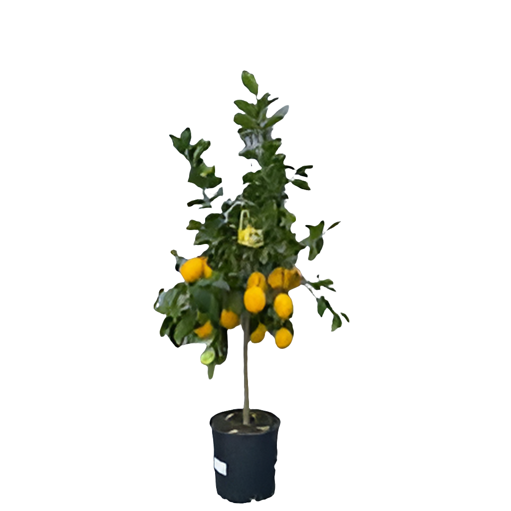 Alberelli da frutto