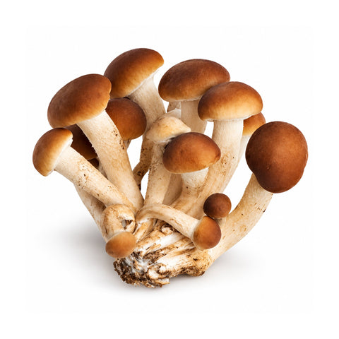 Funghi Pioppini