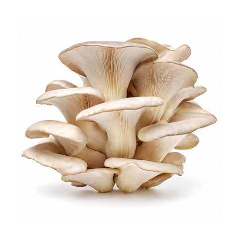 Funghi Pleorotus