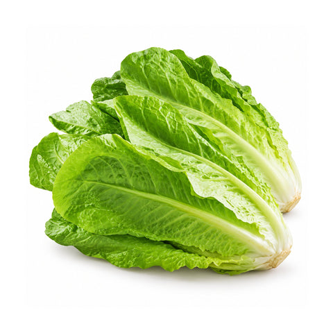 Lattuga Romana — Croccante e Saporita