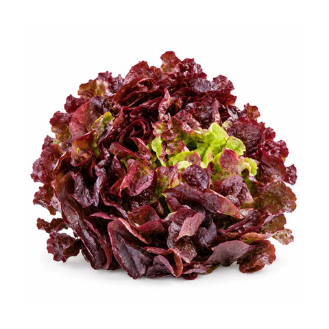 Lollo Rossa — L’Insalata più Bella e Saporita
