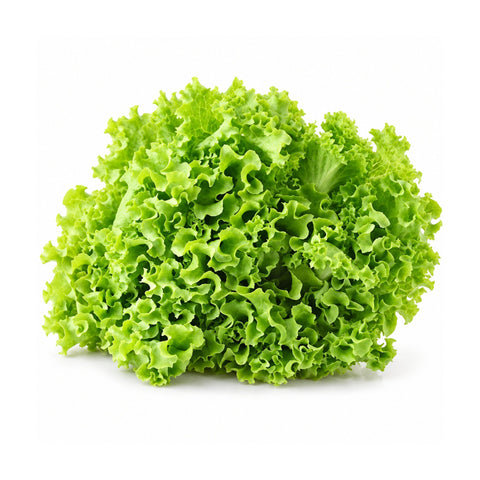 Lollo Verde — Fresca, Croccante e Delicata