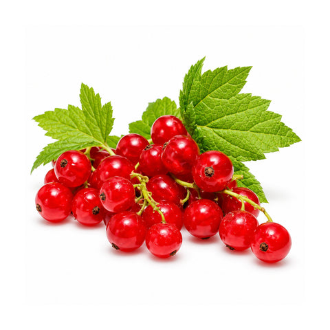 Ribes