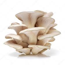 Funghi Pleorotus