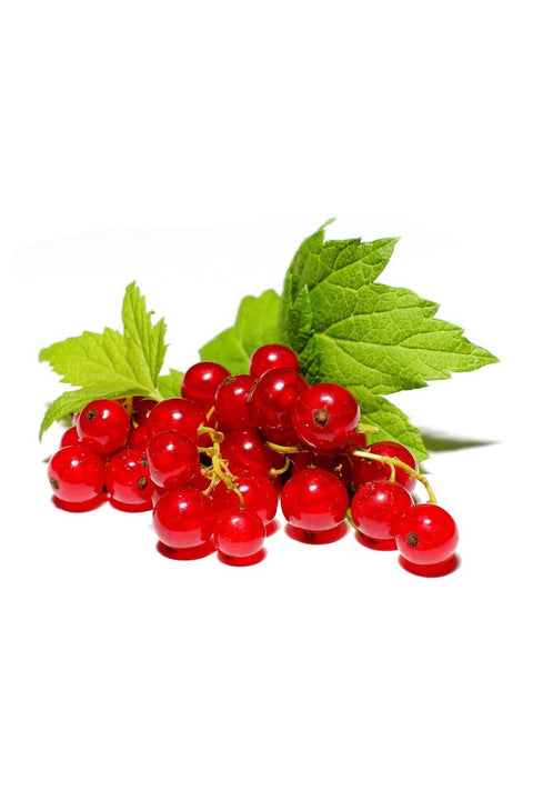 Ribes