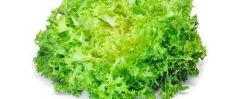 scarola liscia