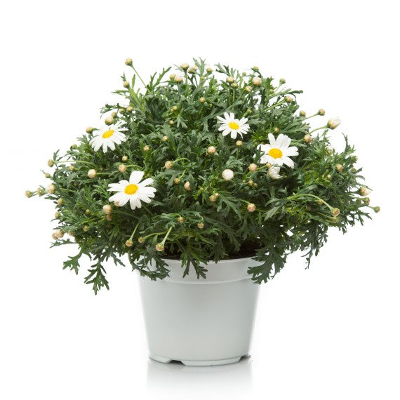 Piante floreali
