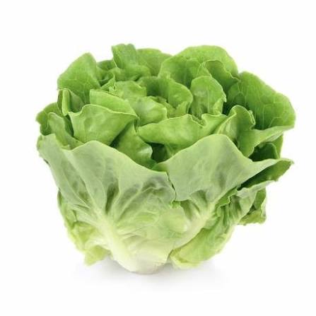 Insalata lattuga