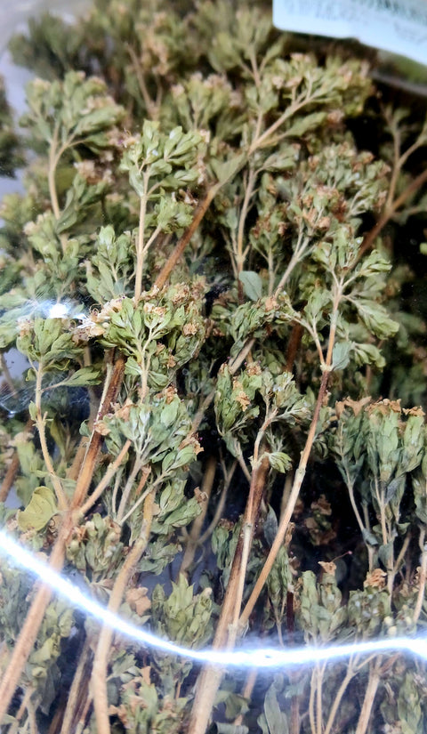 Origano a rametti cilentano