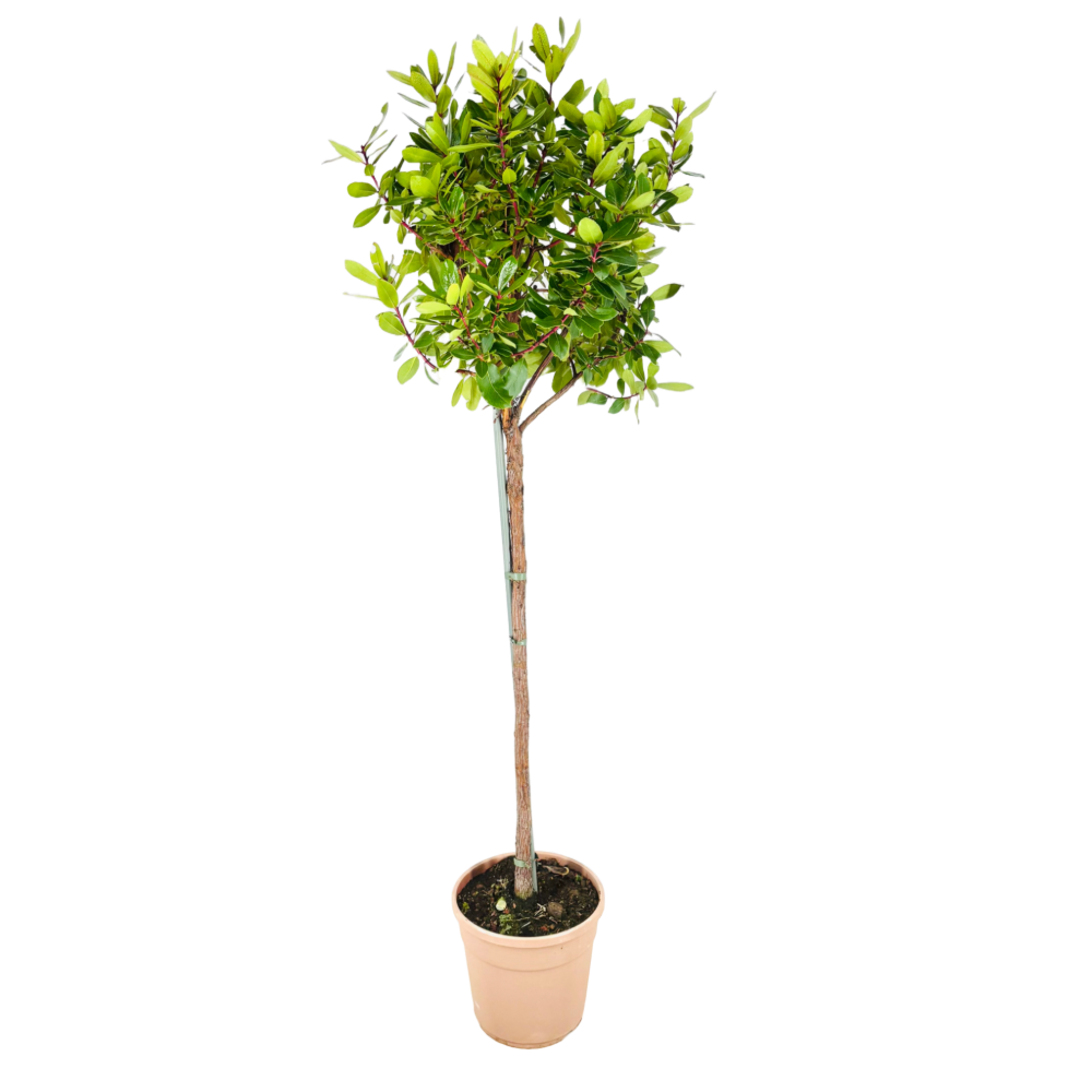 Alberelli da frutto