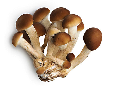 Funghi Pioppini
