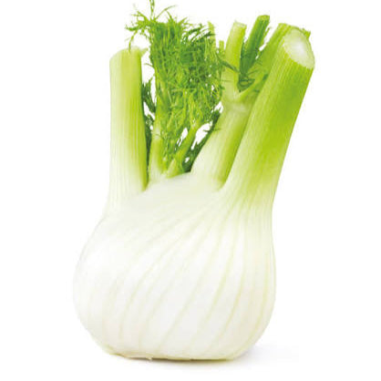 Finocchio