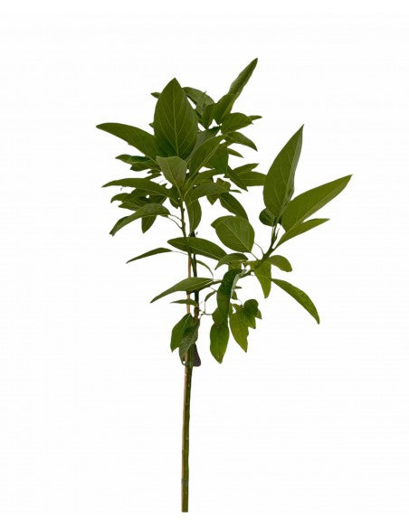Alberelli da frutto