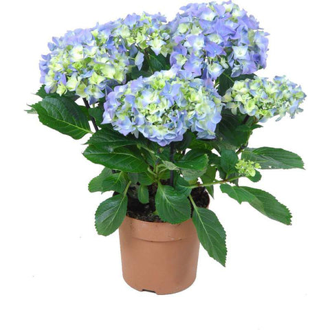Piante floreali