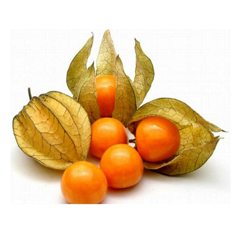 Alcachengi