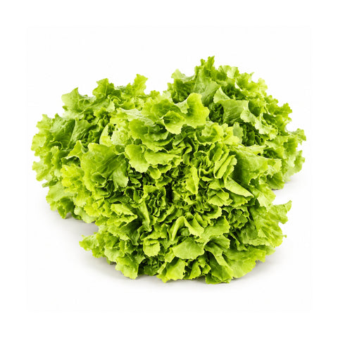 Scarola Liscia