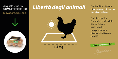 uova bio-extrafresche categoria A