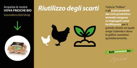 uova bio-extrafresche categoria A
